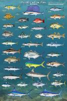 Salt Water Game Fish-null-Lamina Framed Poster