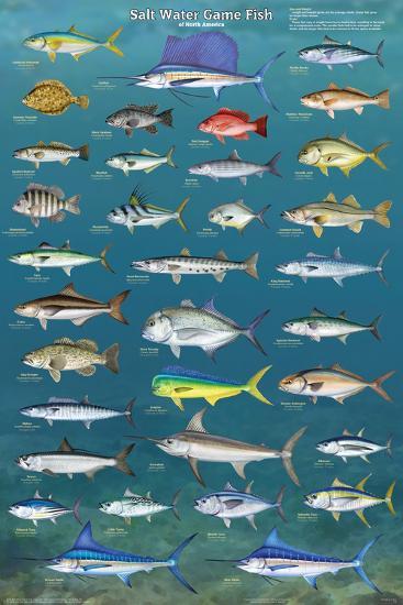 Salt Water Game Fish-null-Lamina Framed Poster