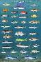 Salt Water Game Fish-null-Lamina Framed Poster