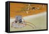 Salt Water Wagon-null-Framed Stretched Canvas