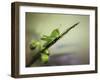 Saltamontes-Jimmy Hoffman-Framed Giclee Print