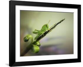 Saltamontes-Jimmy Hoffman-Framed Giclee Print