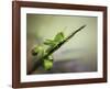 Saltamontes-Jimmy Hoffman-Framed Giclee Print