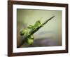 Saltamontes-Jimmy Hoffman-Framed Giclee Print