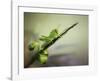 Saltamontes-Jimmy Hoffman-Framed Giclee Print