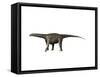 Saltasaurus Dinosaur-null-Framed Stretched Canvas