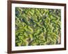 Saltmarsh at Low Tide Near Cadiz, Spain, February 2008-Niall Benvie-Framed Photographic Print