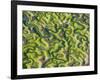 Saltmarsh at Low Tide Near Cadiz, Spain, February 2008-Niall Benvie-Framed Photographic Print