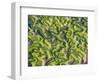 Saltmarsh at Low Tide Near Cadiz, Spain, February 2008-Niall Benvie-Framed Photographic Print