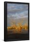 Essential Black