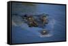 Saltwater Crocodile at Water's Surface-W. Perry Conway-Framed Stretched Canvas