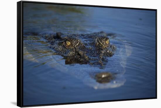 Saltwater Crocodile at Water's Surface-W. Perry Conway-Framed Stretched Canvas