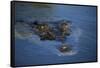 Saltwater Crocodile at Water's Surface-W. Perry Conway-Framed Stretched Canvas