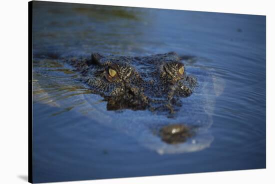 Saltwater Crocodile at Water's Surface-W. Perry Conway-Stretched Canvas
