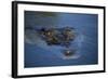 Saltwater Crocodile at Water's Surface-W. Perry Conway-Framed Photographic Print