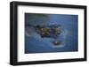 Saltwater Crocodile at Water's Surface-W. Perry Conway-Framed Photographic Print