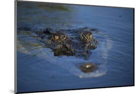 Saltwater Crocodile at Water's Surface-W. Perry Conway-Mounted Photographic Print