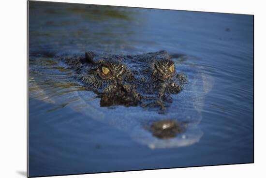 Saltwater Crocodile at Water's Surface-W. Perry Conway-Mounted Photographic Print