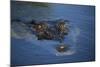 Saltwater Crocodile at Water's Surface-W. Perry Conway-Mounted Photographic Print