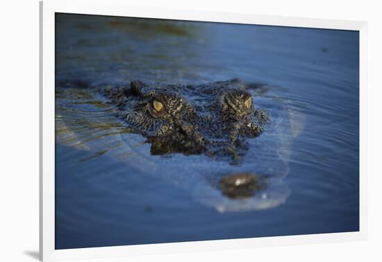 Saltwater Crocodile at Water's Surface-W. Perry Conway-Framed Photographic Print