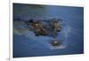 Saltwater Crocodile at Water's Surface-W. Perry Conway-Framed Photographic Print