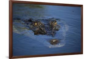 Saltwater Crocodile at Water's Surface-W. Perry Conway-Framed Photographic Print