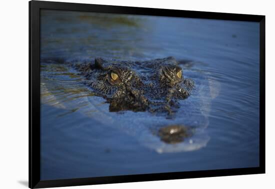 Saltwater Crocodile at Water's Surface-W. Perry Conway-Framed Photographic Print