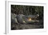 Saltwater Crocodile (Crocodylus Porosus) Northern Territory, Australia-Dave Watts-Framed Photographic Print