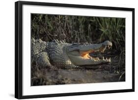 Saltwater Crocodile (Crocodylus Porosus) Northern Territory, Australia-Dave Watts-Framed Photographic Print