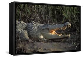 Saltwater Crocodile (Crocodylus Porosus) Northern Territory, Australia-Dave Watts-Framed Stretched Canvas