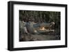 Saltwater Crocodile (Crocodylus Porosus) Northern Territory, Australia-Dave Watts-Framed Photographic Print