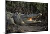 Saltwater Crocodile (Crocodylus Porosus) Northern Territory, Australia-Dave Watts-Mounted Photographic Print