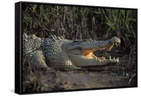 Saltwater Crocodile (Crocodylus Porosus) Northern Territory, Australia-Dave Watts-Framed Stretched Canvas