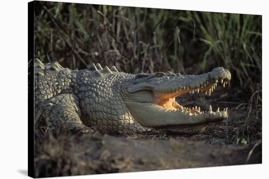 Saltwater Crocodile (Crocodylus Porosus) Northern Territory, Australia-Dave Watts-Stretched Canvas