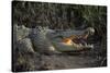 Saltwater Crocodile (Crocodylus Porosus) Northern Territory, Australia-Dave Watts-Stretched Canvas