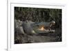 Saltwater Crocodile (Crocodylus Porosus) Northern Territory, Australia-Dave Watts-Framed Photographic Print