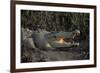 Saltwater Crocodile (Crocodylus Porosus) Northern Territory, Australia-Dave Watts-Framed Photographic Print