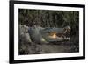 Saltwater Crocodile (Crocodylus Porosus) Northern Territory, Australia-Dave Watts-Framed Photographic Print