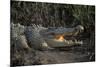 Saltwater Crocodile (Crocodylus Porosus) Northern Territory, Australia-Dave Watts-Mounted Photographic Print