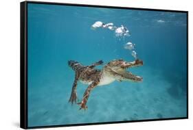 Saltwater Crocodile (Crocodylus Porosus), Queensland, Australia-Reinhard Dirscherl-Framed Stretched Canvas