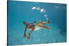 Saltwater Crocodile (Crocodylus Porosus), Queensland, Australia-Reinhard Dirscherl-Stretched Canvas