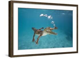 Saltwater Crocodile (Crocodylus Porosus), Queensland, Australia-Reinhard Dirscherl-Framed Photographic Print