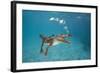 Saltwater Crocodile (Crocodylus Porosus), Queensland, Australia-Reinhard Dirscherl-Framed Photographic Print