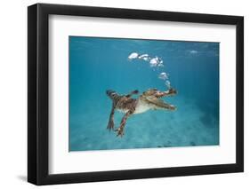 Saltwater Crocodile (Crocodylus Porosus), Queensland, Australia-Reinhard Dirscherl-Framed Photographic Print