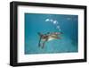 Saltwater Crocodile (Crocodylus Porosus), Queensland, Australia-Reinhard Dirscherl-Framed Photographic Print