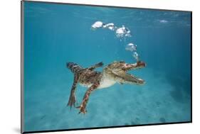 Saltwater Crocodile (Crocodylus Porosus), Queensland, Australia-Reinhard Dirscherl-Mounted Photographic Print