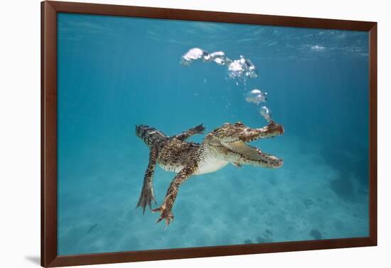 Saltwater Crocodile (Crocodylus Porosus), Queensland, Australia-Reinhard Dirscherl-Framed Photographic Print