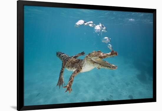 Saltwater Crocodile (Crocodylus Porosus), Queensland, Australia-Reinhard Dirscherl-Framed Photographic Print