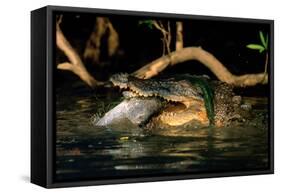 Saltwater Crocodile Eating Barramundi-null-Framed Stretched Canvas