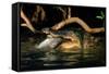 Saltwater Crocodile Eating Barramundi-null-Framed Stretched Canvas